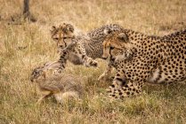 Lindos guepardos poderosos en safari, Reserva Nacional Maasai Mara, Kenia - foto de stock