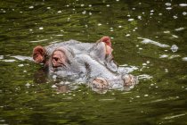 Head of hippopotamus (Hippopotamus amphibius) eyeing camera in water, Maasai Mara National Reserve; Kenya — Stock Photo
