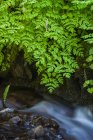 Corydalis pousse sur les rives ombragées de l'ouest de l'Oregon ; Cannon Beach, Oregon, États-Unis d'Amérique — Photo de stock