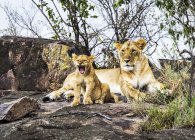 Majestuosos leones peludos en hábitat natural - foto de stock