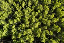 Вид з дерева покриті лісом, захід від долини Тернер, Альберта, Канада — стокове фото