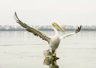Пелікан кучерявий з розпростертими крилами над водою — стокове фото