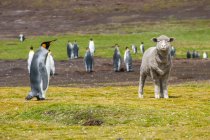 Pingouins royaux (Aptenodytes patagonicus) et moutons (Ovis aries) dans un champ ; îles Malouines — Photo de stock