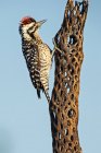 Bellota pájaro carpintero sentado en la rama contra el cielo - foto de stock