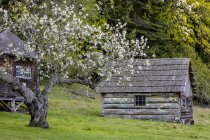 Originali edifici agricoli costruiti da Henry Ruckle nella fattoria di Ruckle Provincial Park, Columbia Britannica, Canada — Foto stock