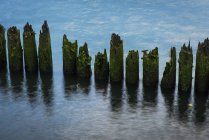 Fluxos de água em torno das pilhas cobertas de musgo no rio Columbia, Astoria, Oregon, Estados Unidos da América — Fotografia de Stock