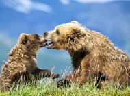Милые медведи кодиак в естественной среде обитания — стоковое фото