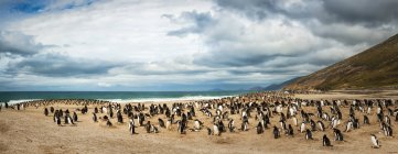 Große Gruppe von Gentoo-Pinguinen in natürlichem Lebensraum — Stockfoto