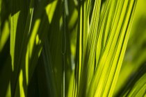 Зелена рослина леза заповніть кадр в Орегоні саду; У готелі Astoria, Сполучені Штати Америки — стокове фото