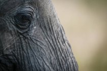 Primo piano dell'occhio e del volto dell'elefante del bush africano, riserva nazionale di Maasai Mara, Kenya — Foto stock