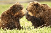 Simpatici orsi kodiak in habitat naturale — Foto stock