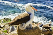 Albatros nero-browed seduto sulla roccia vicino all'acqua con i cuccioli — Foto stock