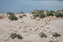 Pinguins gentoo (Pygoscelis papua) em uma duna de areia; Ilhas Malvinas — Fotografia de Stock