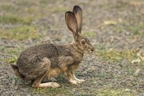 Милий кролик з довгими вухами в природному середовищі — стокове фото