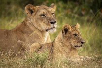 Maestosi leoni pelosi in habitat naturale — Foto stock