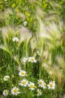 Manzanilla silvestre sin olor (Anthemis arvensis), hierba de cebada de cola de zorro (Hordeum jubatum) y trébol dulce amarillo (Melilotus officinalis) que crece silvestre; Stony Plain, Alberta, Canadá - foto de stock