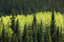 Leuchtend grüne Laubbäume inmitten dunkelgrüner immergrüner Bäume in einem Wald, westlich von Turner Valley, alberta, canada — Stockfoto