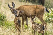 White-tailed deer at wild nature in the Cascade Siskiyou National Monument, Ashland, Oregon, United States of America — Stock Photo