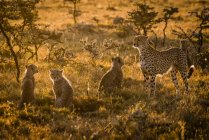 Niedlichen mächtigen Geparden in Safari, Massai Mara National Reserve, Kenia — Stockfoto