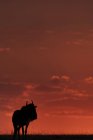 Гну тлі світиться Помаранчеве небо на горизонті в sundown, Масаї Мара Національний заповідник, Кенія — стокове фото