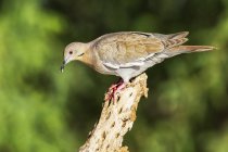White-winged dove on branch against blurred background — Stock Photo
