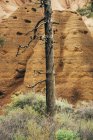 Arbre séché contre Eagles Rock, Red Mountain Trail ; Arizona, États-Unis d'Amérique — Photo de stock