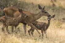 White-tailed deer at wild nature in the Cascade Siskiyou National Monument, Ashland, Oregon, United States of America — Stock Photo