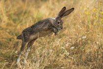 Милий кролик з довгими вухами в природному середовищі — стокове фото