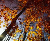 Beech Trees with orange leaves — Stock Photo