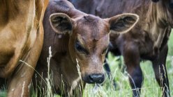 Primo piano del vitello con una mandria di mucche in un campo di erba lunga — Foto stock