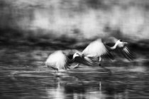 Sandhill cranes taking off from water monochrome — Stock Photo