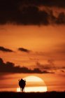 Гну блакитний тлі світиться Помаранчеве небо на горизонті в sundown, Масаї Мара Національний заповідник, Кенія — стокове фото