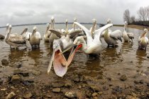 Dalmatian pelicans fighting for food on shore — Stock Photo