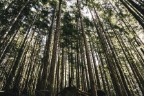 Wald hoher Bäume, verlorener See, Oregon, USA — Stockfoto