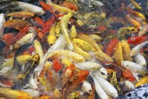 Koi-Fische in einem Teich; Thailand — Stockfoto