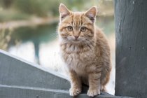 Porträt eines hellen Kätzchens, das auf einem Zaun sitzt und in die Kamera blickt — Stockfoto