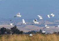 Egrets take fllight over the rolling golden hills of California, Willows, California, United States of America — Stock Photo