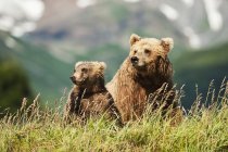 Lindo kodiak osos en hábitat natural - foto de stock