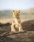 Majestic furry lion in natural habitat — Stock Photo