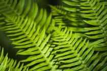 Sword fern fronds growing on Saddle Mountain; Elsie, Oregon, United States of America — Stock Photo