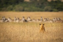 Majestoso leão peludo no habitat natural — Fotografia de Stock