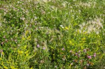 Бур'янів і польові квіти ростуть разом в галузі; Кам'янисті рівнина, Альберта, Канада — стокове фото