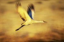 Sandhill crane in flight, blurred background — Stock Photo