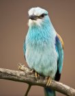 Close-up de um pássaro colorido sentado no galho contra fundo borrado — Fotografia de Stock