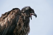 Cabeça de águia careca contra fundo azul — Fotografia de Stock