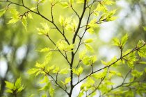 Fogliame verde lussureggiante sui rami degli alberi in primavera; Vancouver, Columbia Britannica, Canada — Foto stock