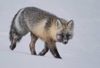 Lindo zorro rojo caminando en invierno nieve - foto de stock