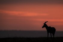 A topi (Damaliscus lunatus jimela) stands in profile on the horizon at sunset. It's body is silhouetted against the bright pink clouds in the sky, Maasai Mara National Reserve; Kenya — Stock Photo