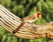 Northern cardinal perched on wood against blurred background — Stock Photo