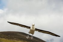 Albatroz-de-testa-preta em voo contra a paisagem — Fotografia de Stock